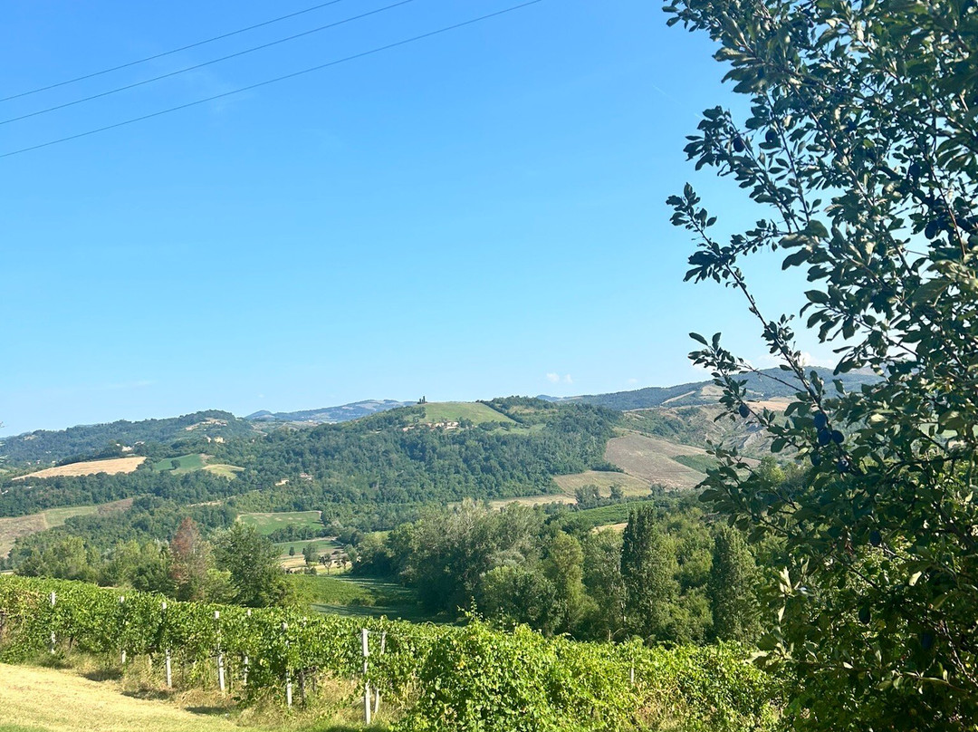 Azienda Agricola Fedrizzi Alessandro景点图片