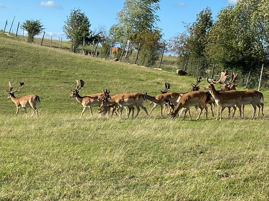 Zoo Safari Okrągle景点图片