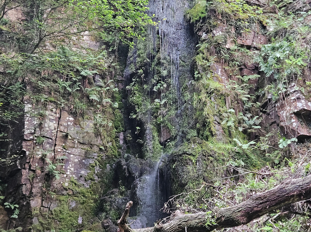 Melincourt Waterfall景点图片