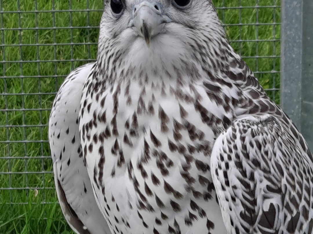 Huntly Falconry-Huntly必去景点