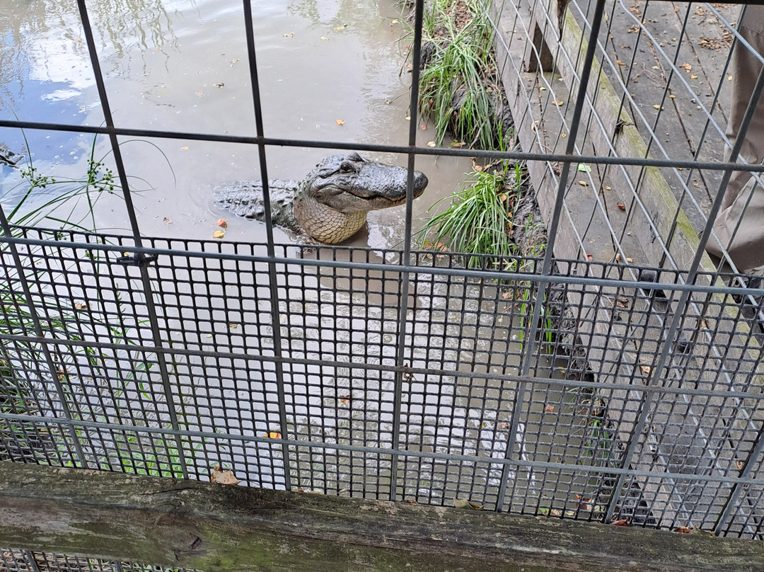 Crocodile Encounter-Angleton必去景点
