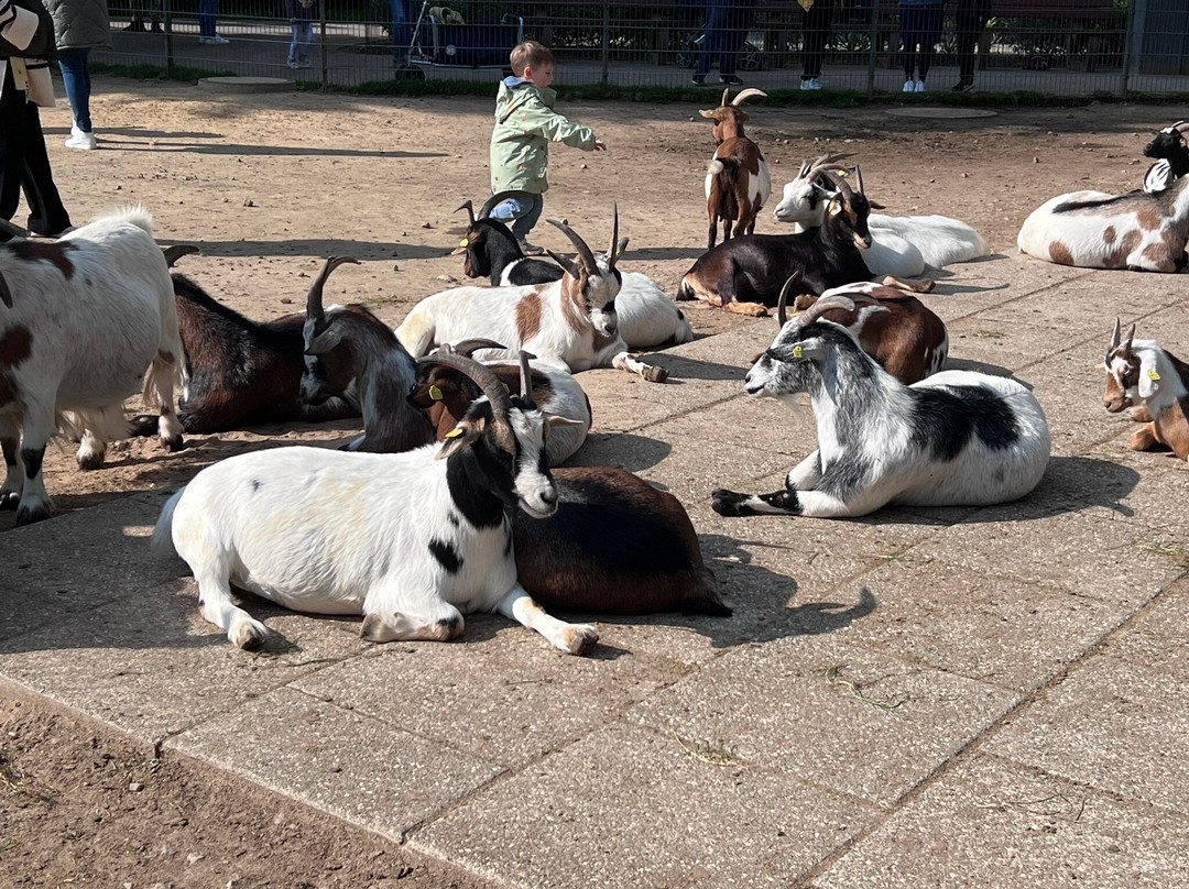 Wildpark Schwarze Berge-罗森加滕必去景点