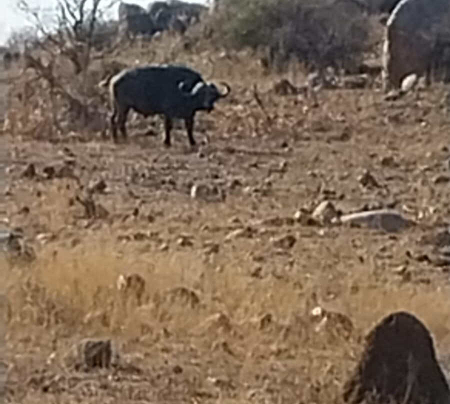 Kedibone Safaris-伐拉博瓦必去景点