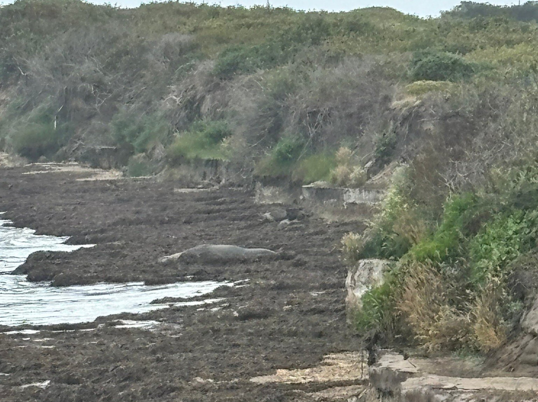 Año Nuevo State Reserve-佩斯卡德罗必去景点