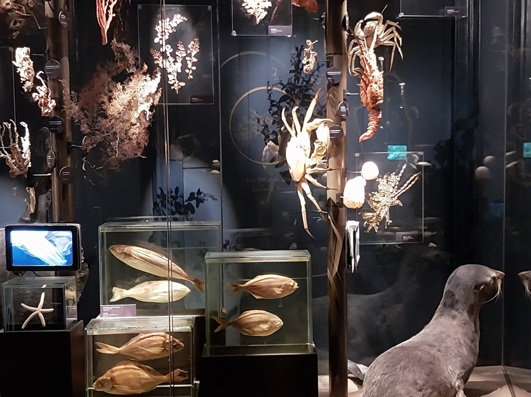 Museo de Historia Natural de Valparaiso-瓦尔帕莱索必去景点