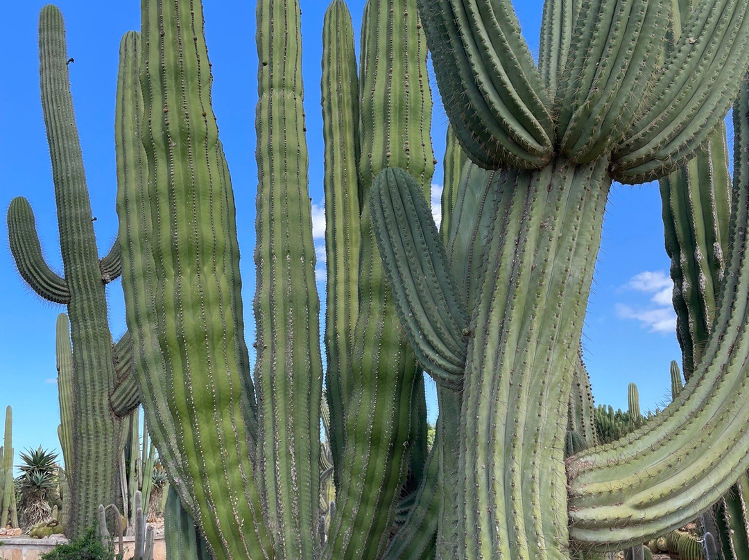 Botanicactus-Ses Salines必去景点