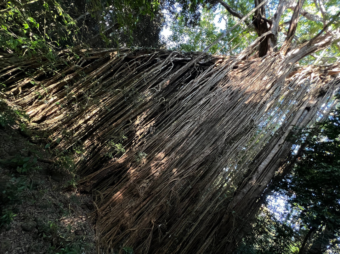 Curtain Fig National Park-Yungaburra必去景点