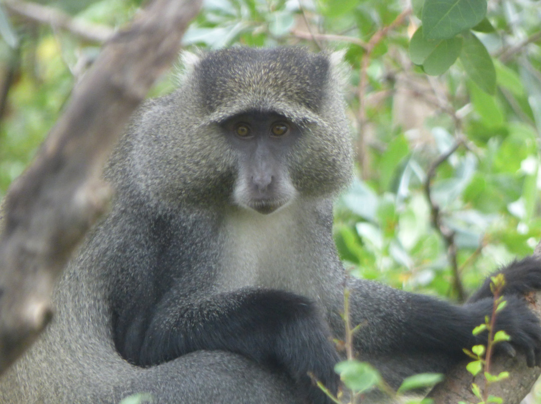 Vervet Monkey Foundation-参宁必去景点