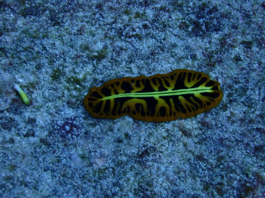 Pole Pole Divers Diving Center-江比阿尼必去景点