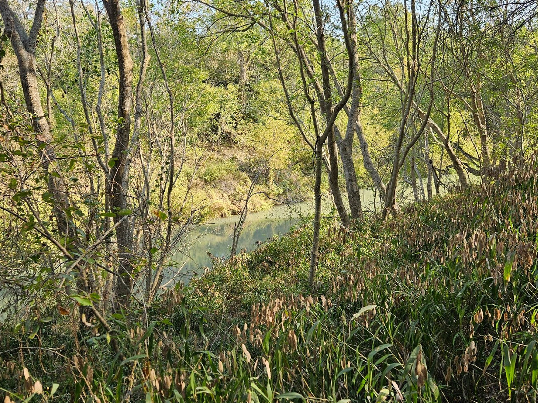 Palmetto State Park景点图片