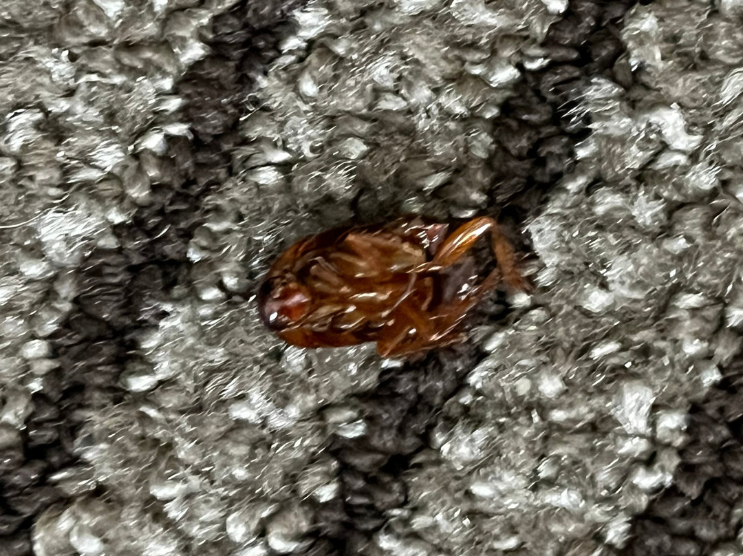 丽达勒姆机场凯悦豪斯酒店主图