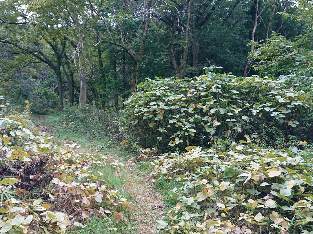 Hatoyamamachi Noson Park-鸠山町必去景点