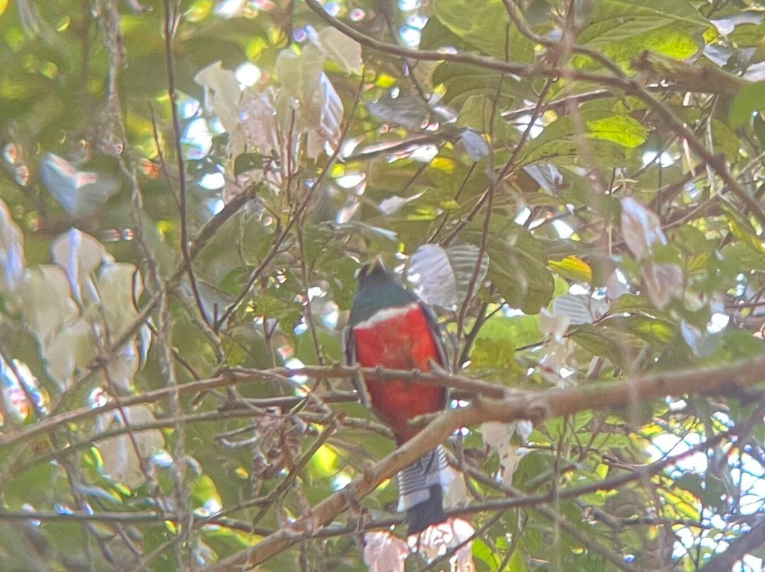 Jungle Jim Tours-伊基托斯必去景点