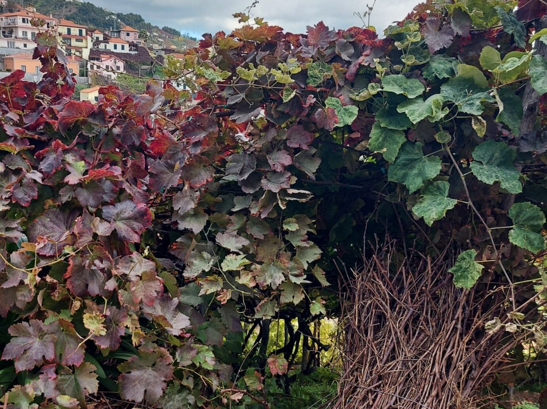 Discovering Madeira One Day Wine Tour-马德拉群岛必去景点