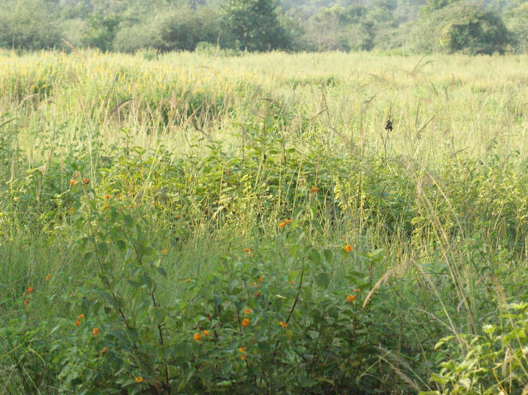 Jim Corbett Tiger Reserve
