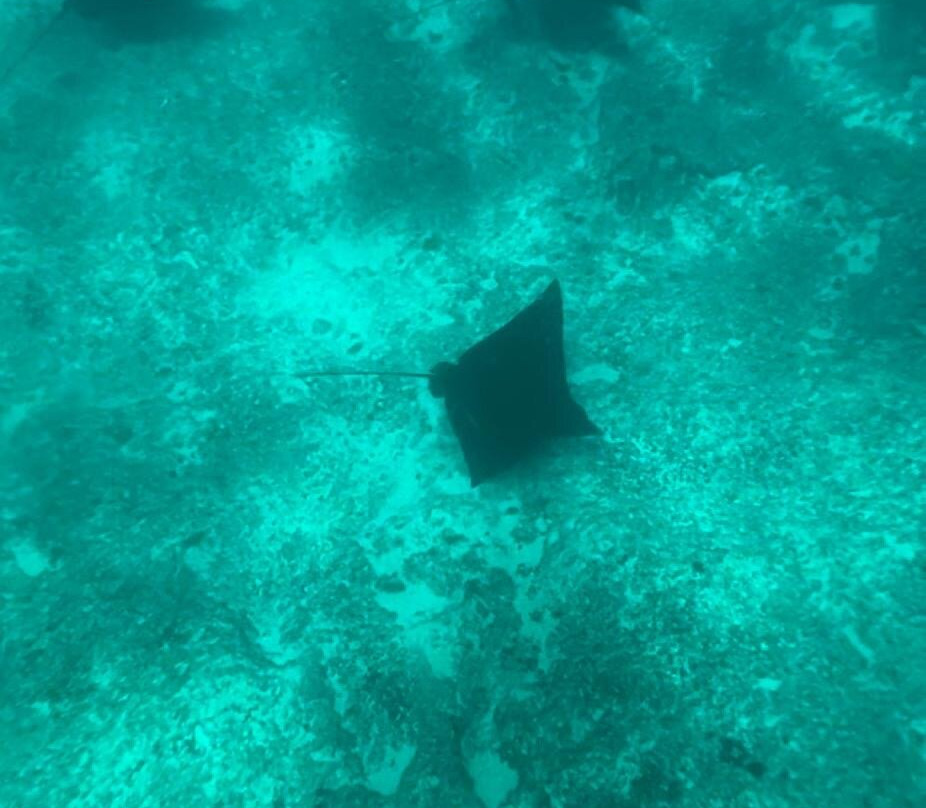 Namori Tours Sortie Dauphins-贝尔欧布莱必去景点