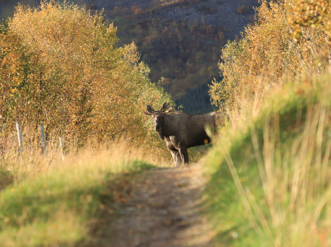 Vesterålen Tours-Sortland必去景点