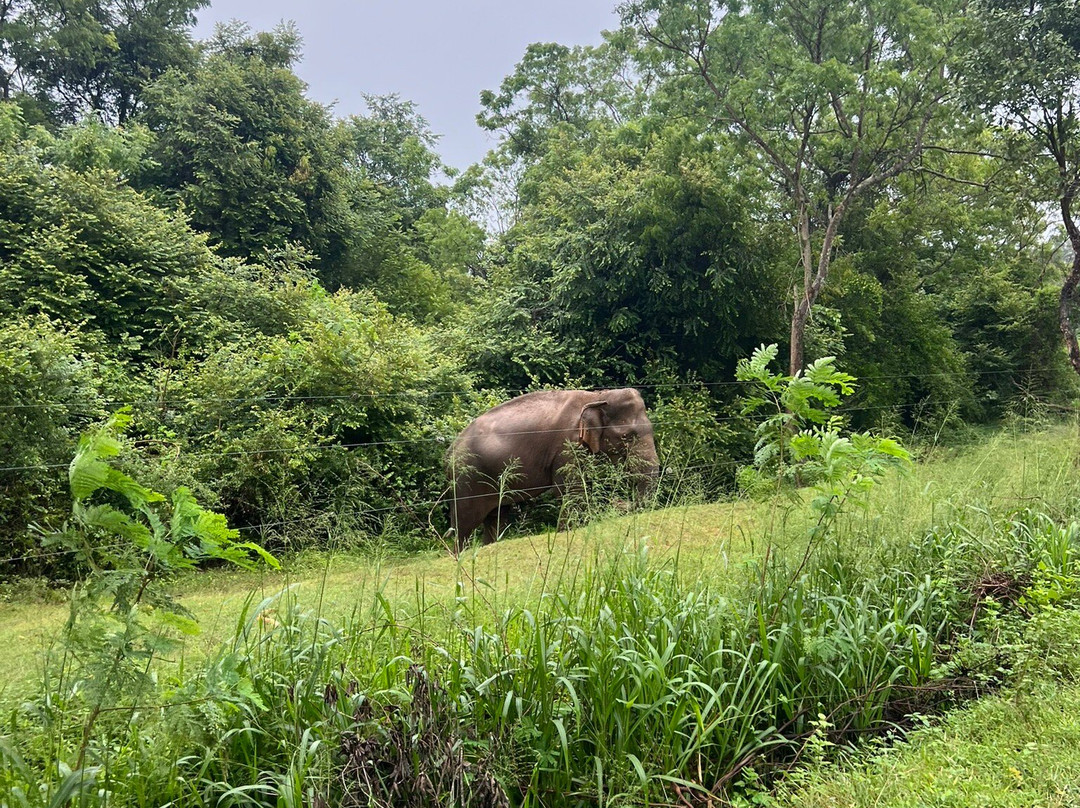 Peacock Villa Resort主图