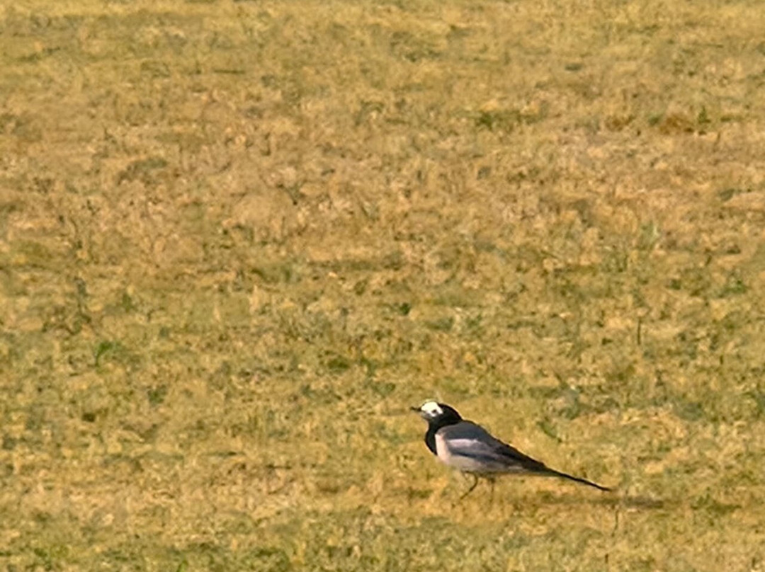 Regenta Central Hestia Dahej主图