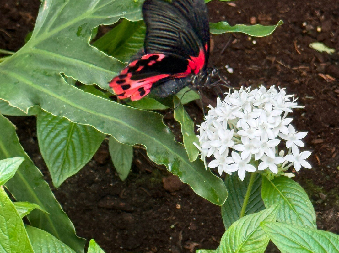 The Butterfly Place-韦斯特福德必去景点