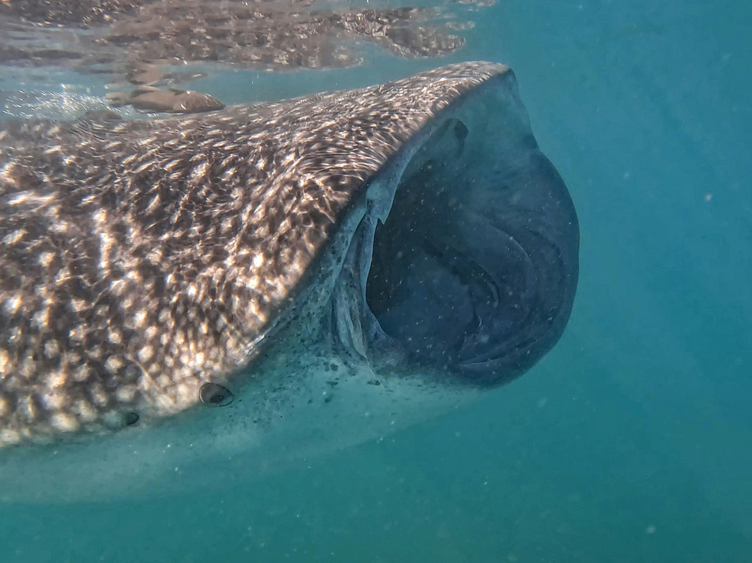 Abou Babu Whale Shark景点图片