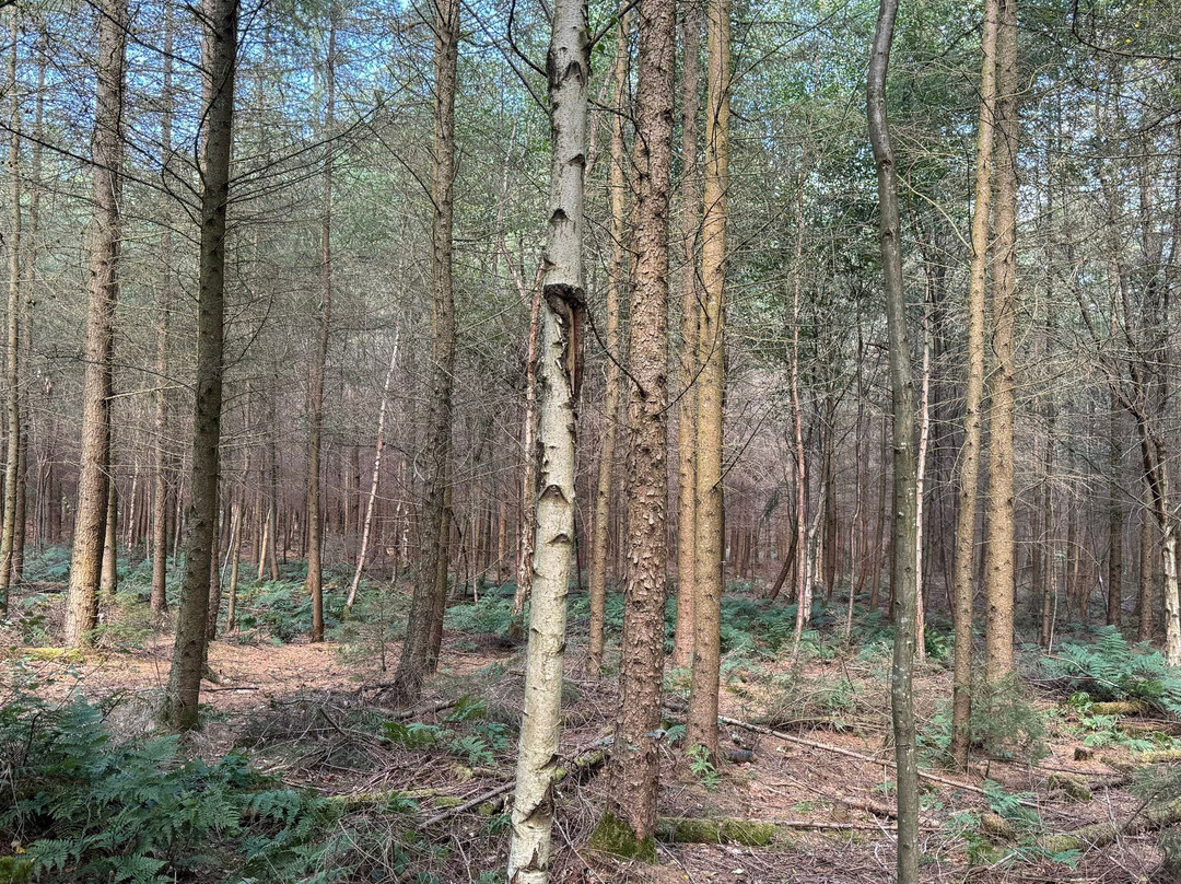 Fewston Reservoir-Fewston必去景点