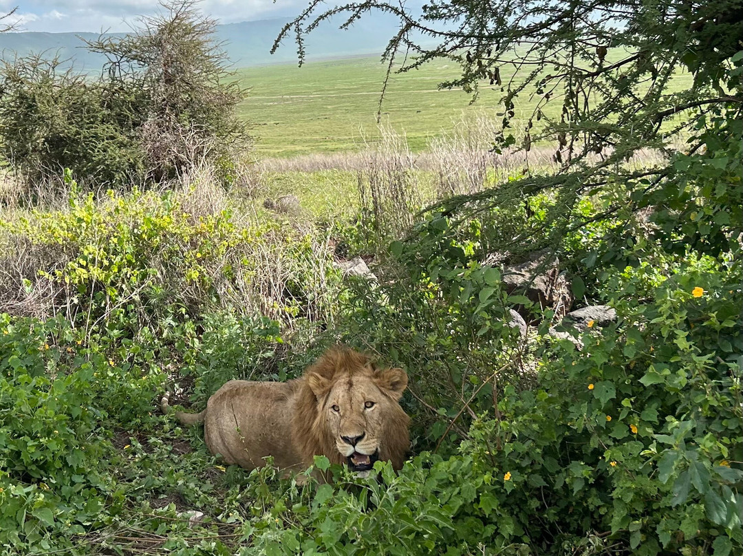 Evarest Adventures-阿鲁沙必去景点