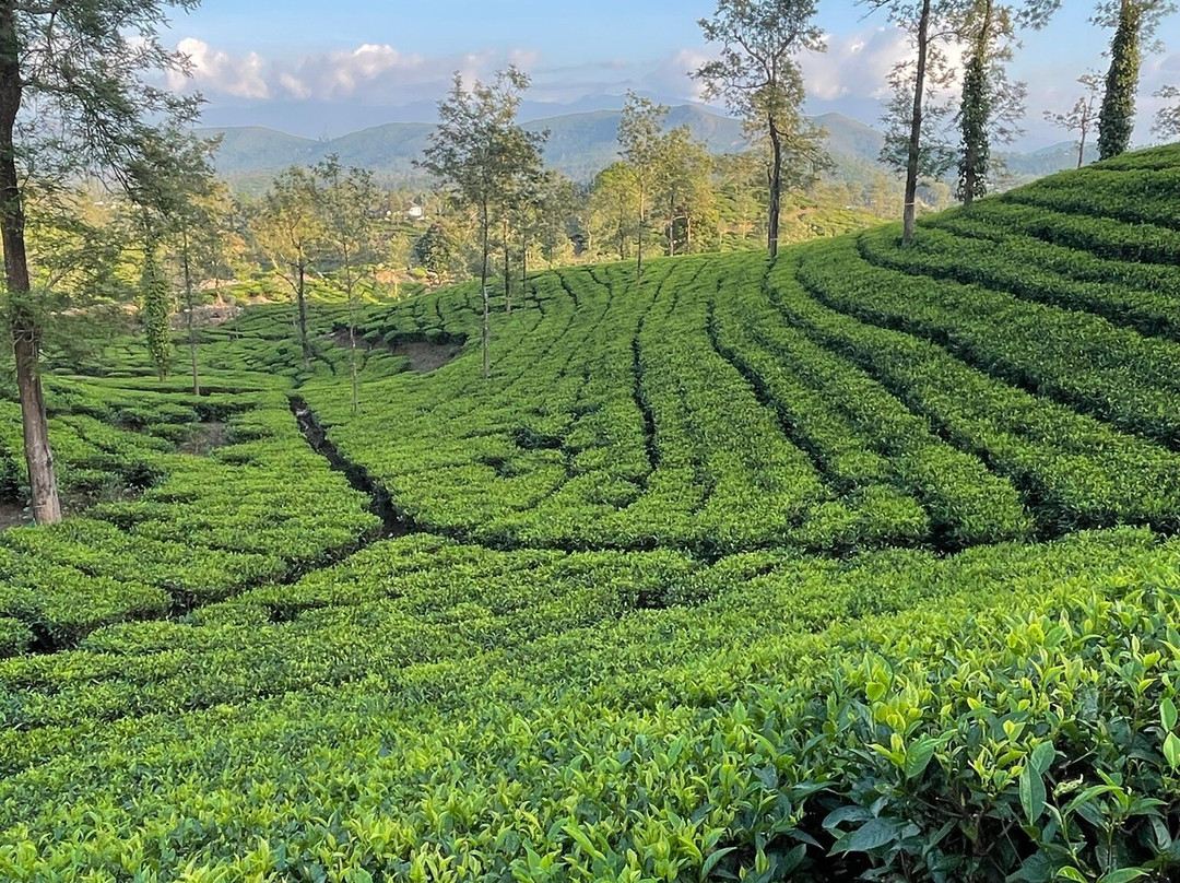 Sinna Dorai's Bungalow Mango Range主图