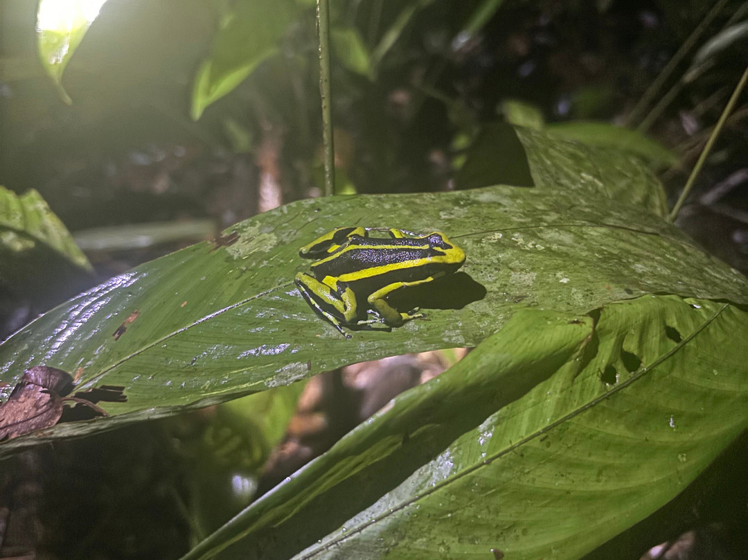Amaselva Tours - Colombia Amazon景点图片