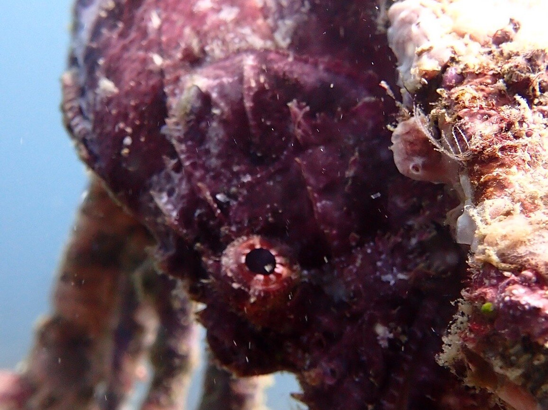 Gili Scuba Diving景点图片