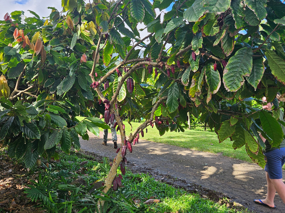 21 Degrees Estate Cacao Farm-卡内奥赫必去景点