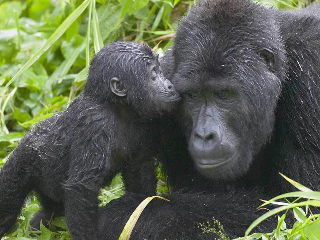 Cymo African Safaris, Uganda-恩德培必去景点
