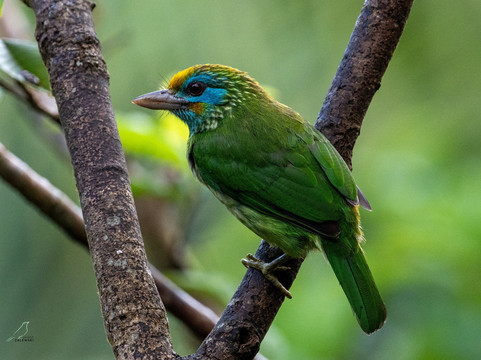 Sri Lanka Tours By Wildscape-Dunagaha必去景点