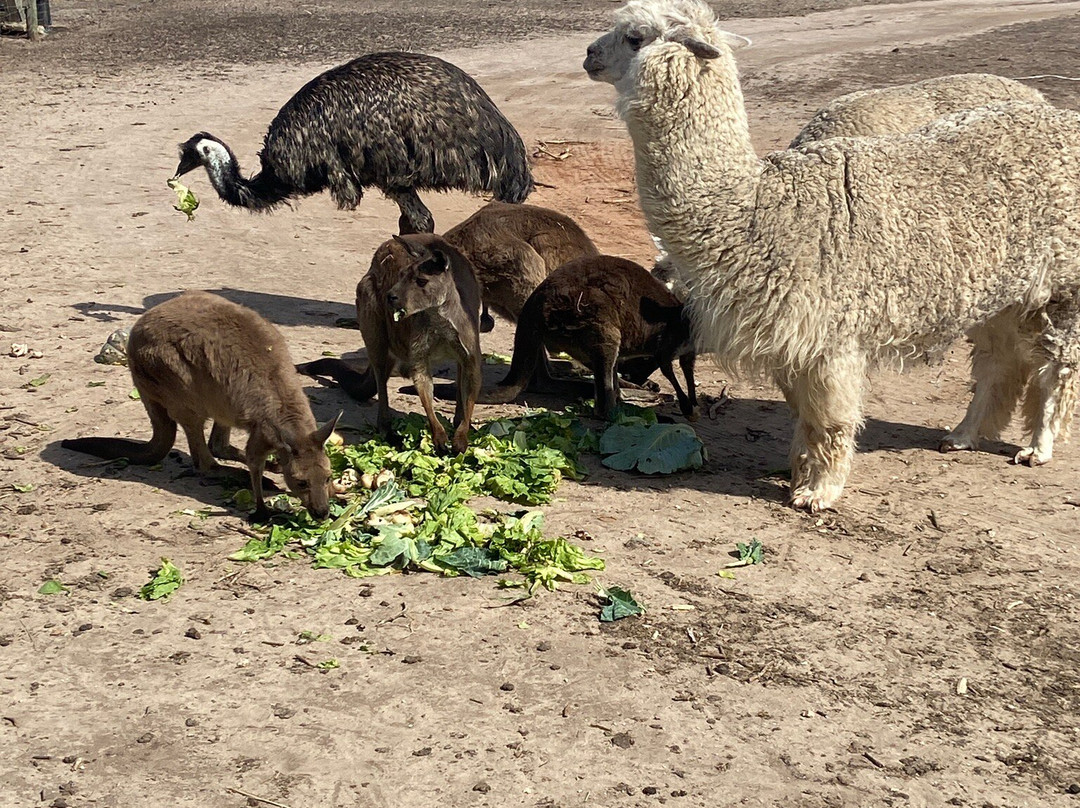 Goolwa Animal Farm-Goolwa必去景点
