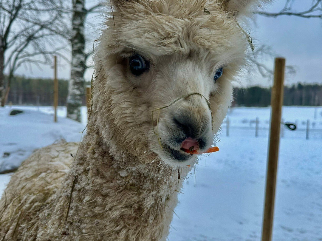 SonLepo Alpakkatarha