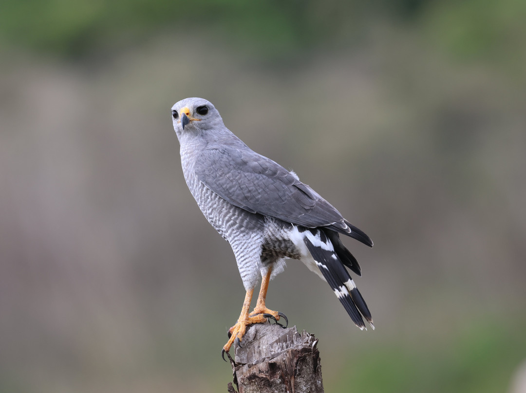 Amar Aves: Birdwatching and Mayan culture-图伦必去景点