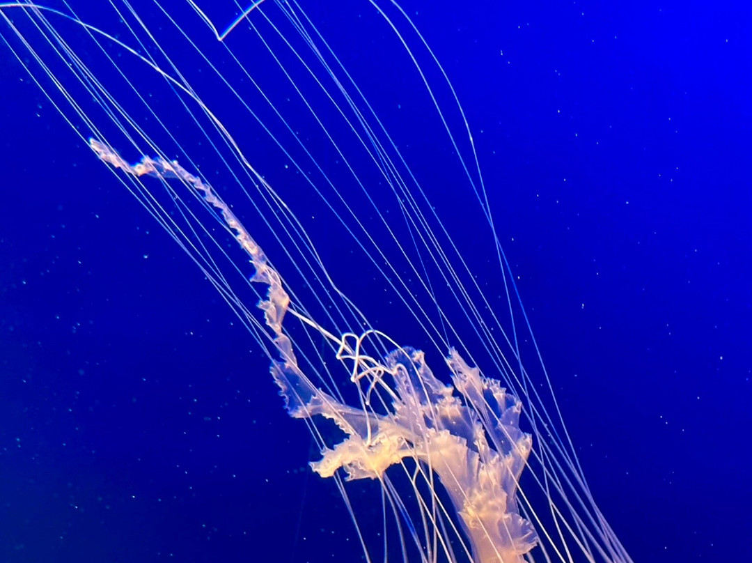 Gran Acuario Mazatlán Mar de Cortés-马萨特兰必去景点