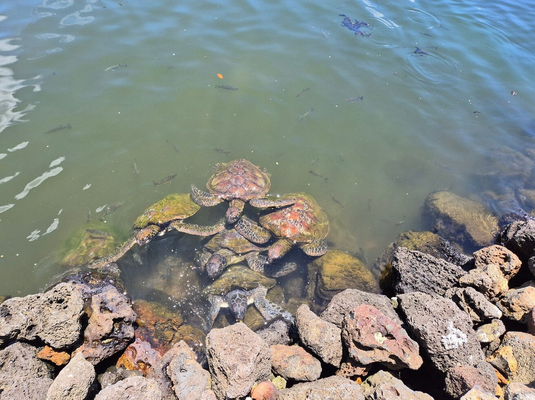 Swimming with Turtles-萨瓦伊岛必去景点