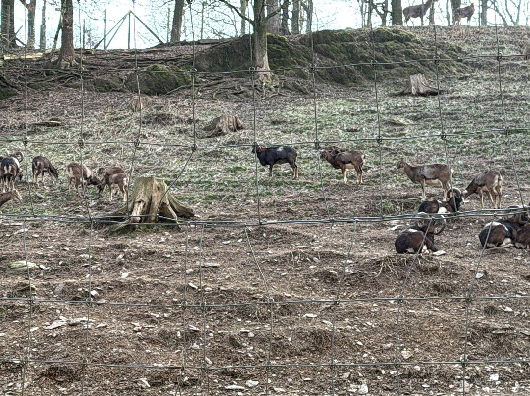 Bouillon Wildlife Park-布容必去景点