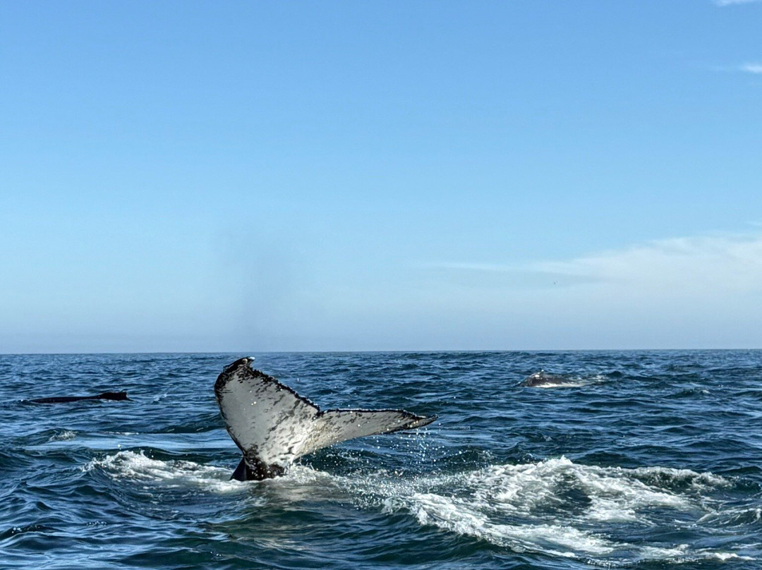 Whale Expedition SA-Yzerfontein必去景点