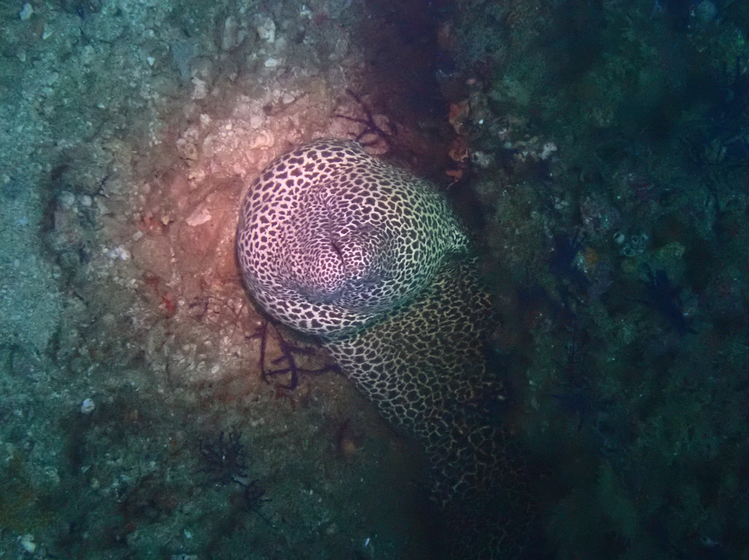 Reef Oasis Dive Center | Musandam-Dibba Al Bay Ah必去景点