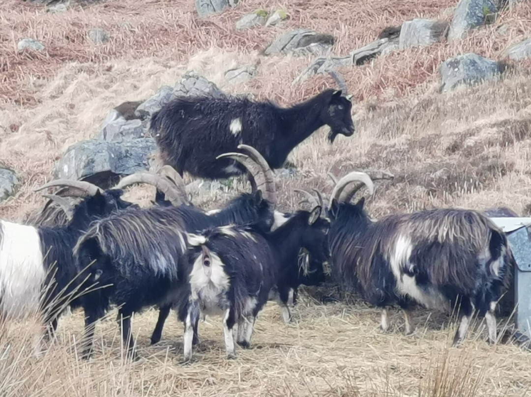 Wild Goat Park景点图片