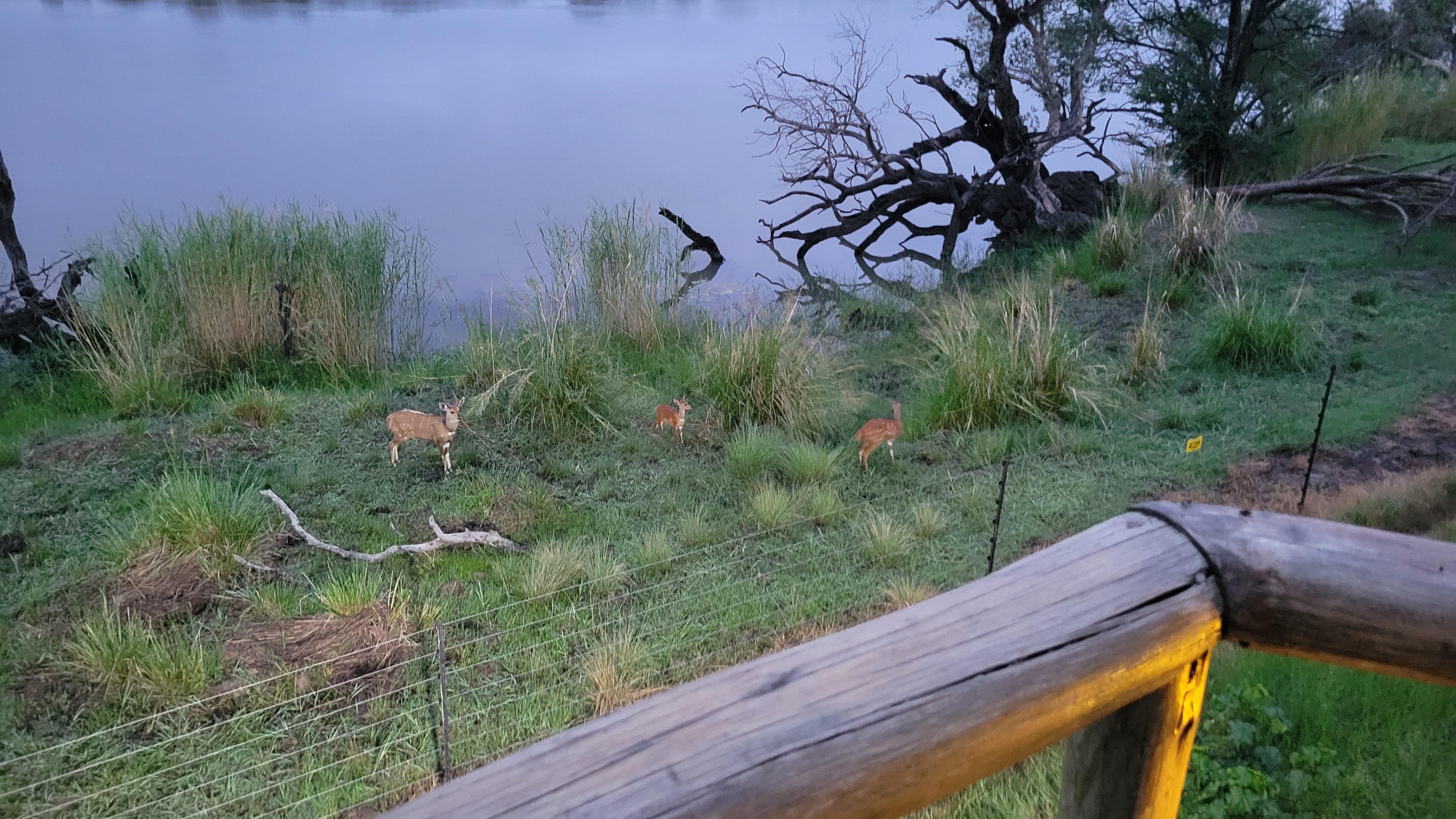 Jackalberry Chobe-酒店景观