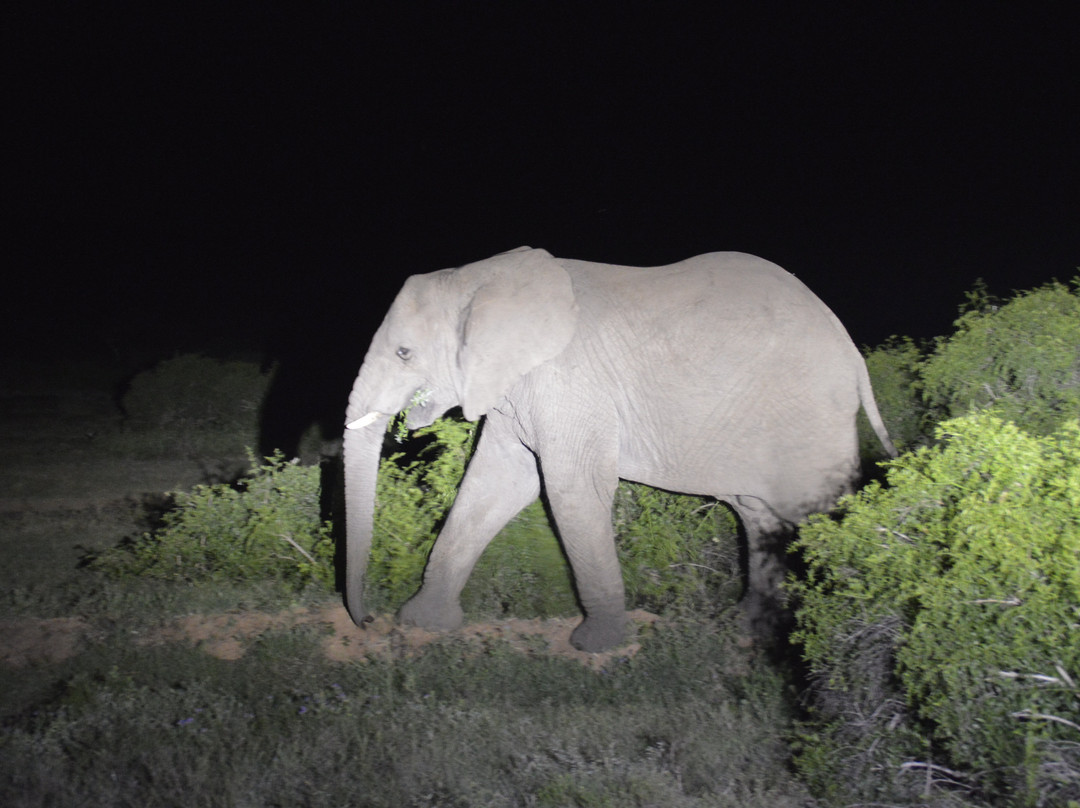 Schotia Tooth and Claw Safari-Addo Elephant National Park必去景点