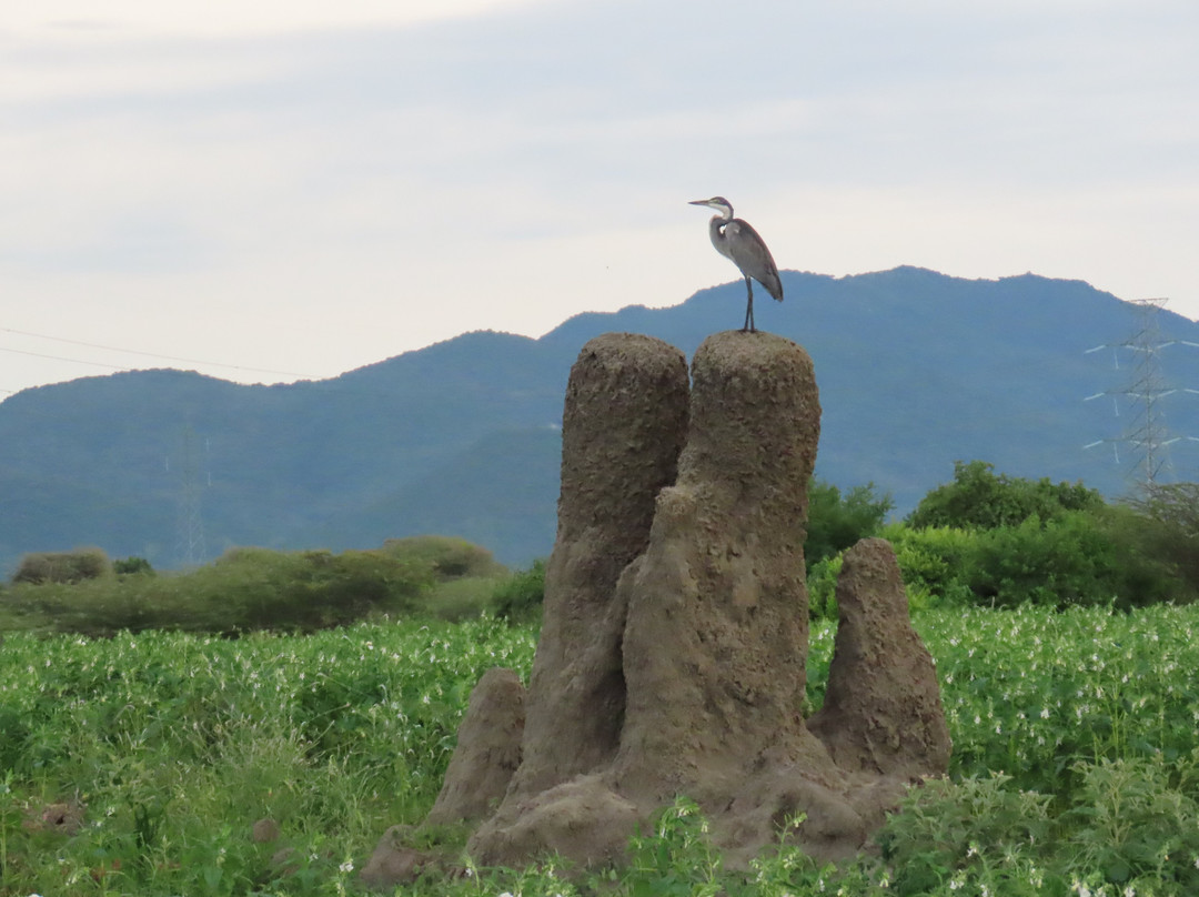 Above Safaris-阿鲁沙必去景点