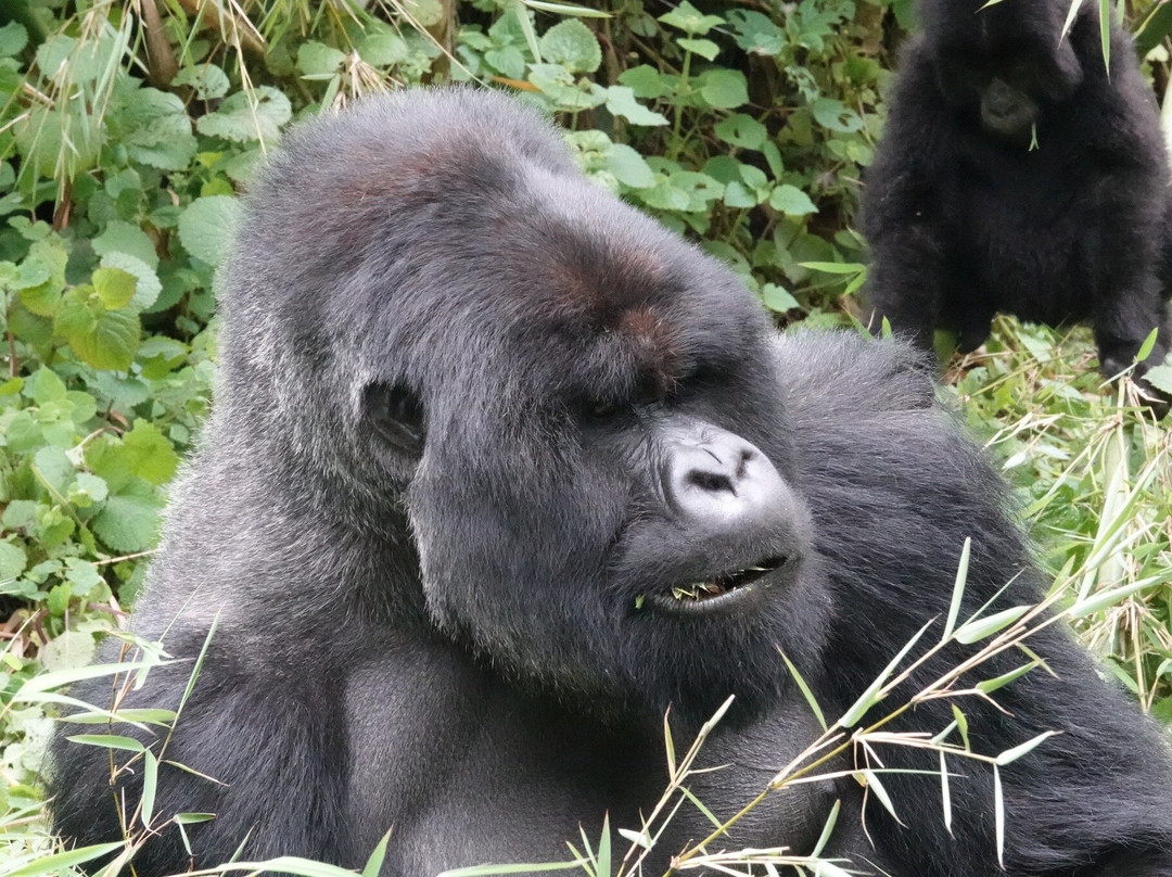 Primate Safaris-吉佳利必去景点