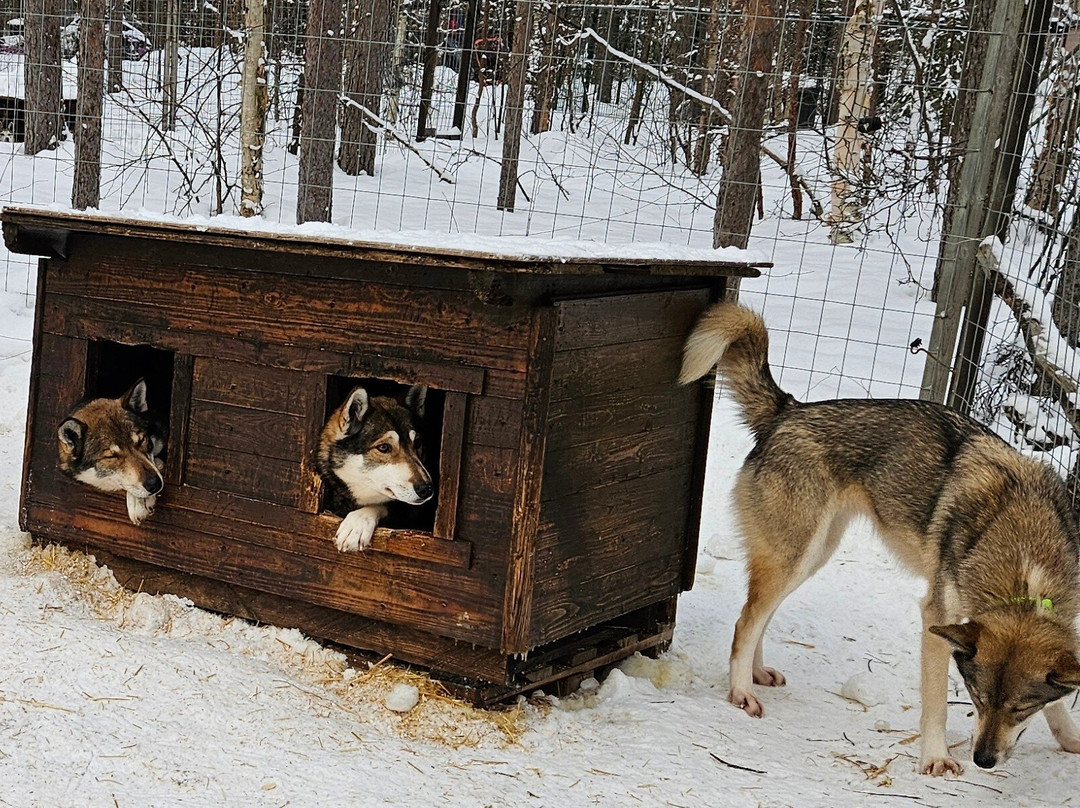 Tundra Huskies Huskyfarm-Levi必去景点