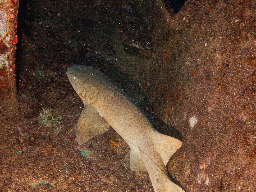 Aicádiving - Centro De Mergulho - Recife-累西腓必去景点