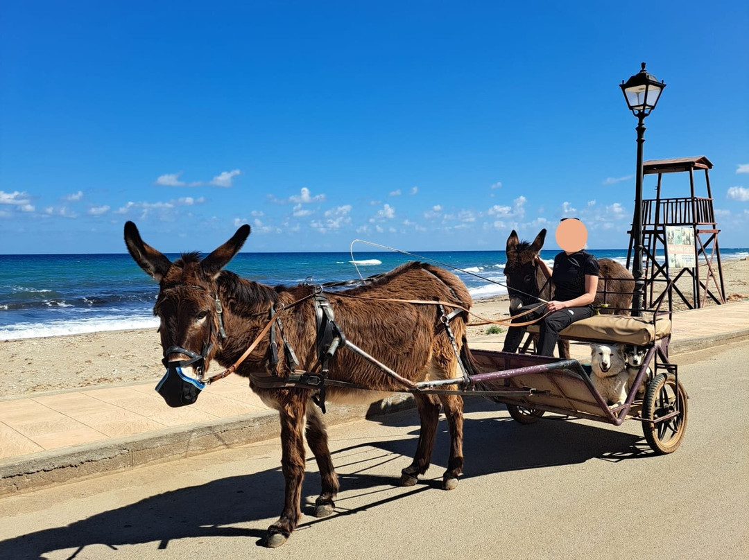 Arion Stables-赫索尼索斯必去景点