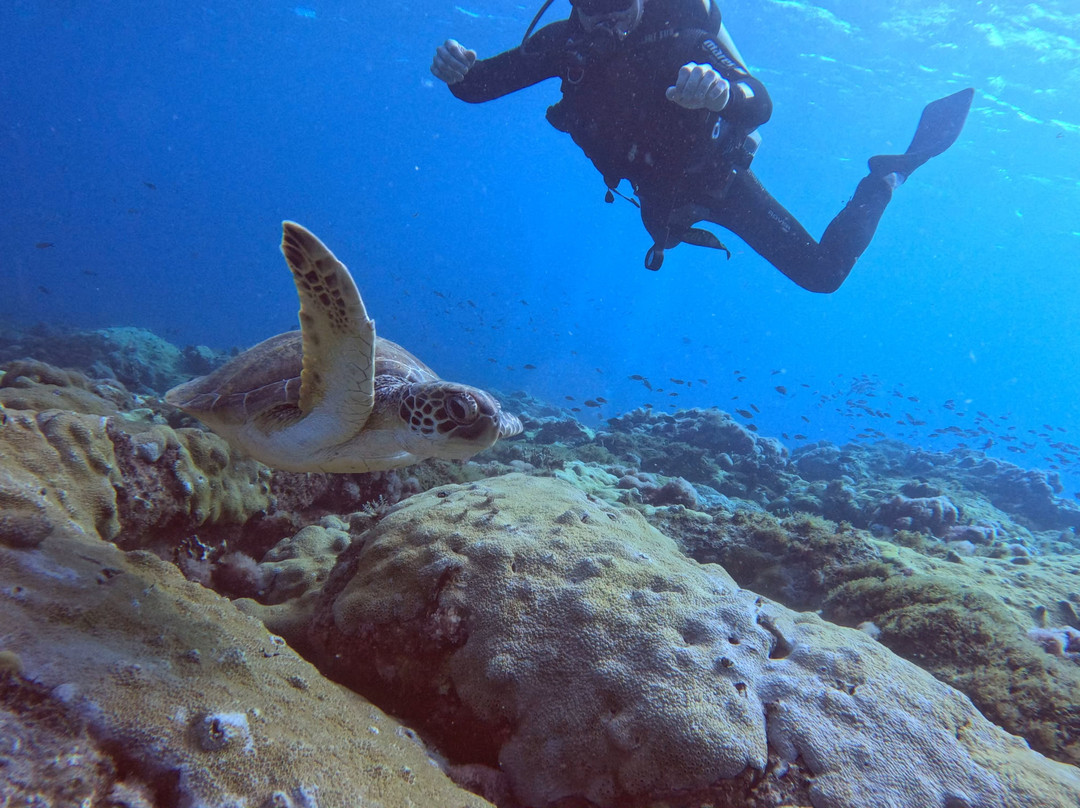 Cabo Verde Diving-Ilha do Sal必去景点
